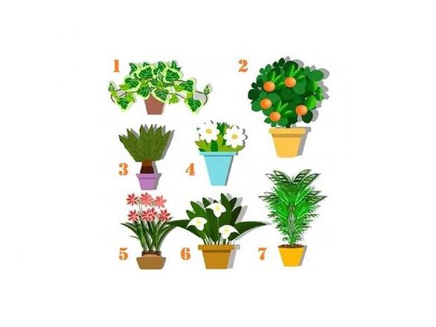 En este test de talentos, la clave está en elegir la maceta con planta que más te atraiga de forma intuitiva.