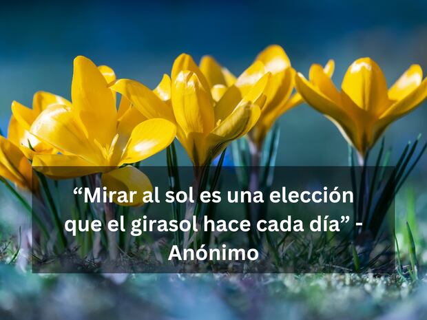 “Mirar al sol es una elección que el girasol hace cada día” - Anónimo | Imagen de Ilo en Pixabay / Composición Mix